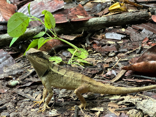 กิ้งก่าแก้ว · Forest Garden Lizard · Calotes emma