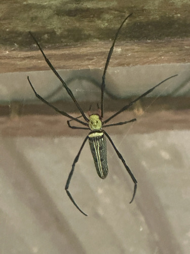 แมงมุมใยทองท้องขนาน · Giant Golden Orbweaver · Nephila pilipes