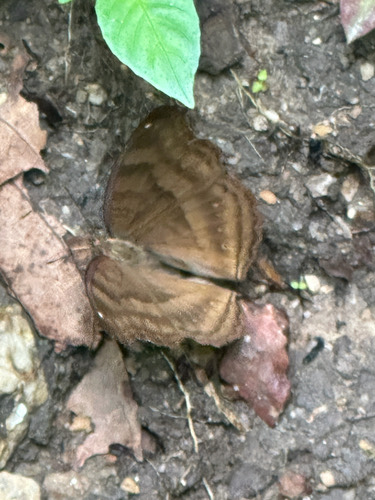 ผีเสื้อแพนซีตาลไหม้ · Chocolate Pansy · Junonia iphita