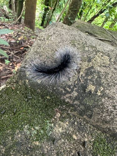 ผีเสื้อลายเสือหัวส้ม · Macrobrochis gigas