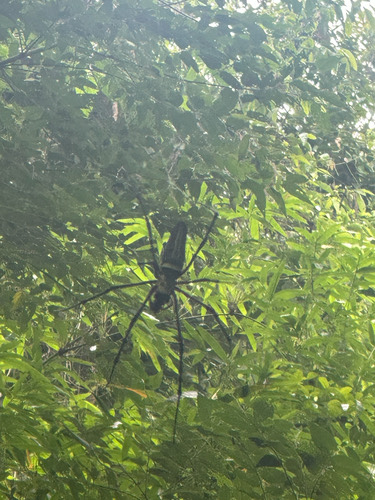 แมงมุมใยทองท้องขนาน · Giant Golden Orbweaver · Nephila pilipes
