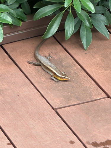 จิ้งเหลนบ้าน · Common Sun Skink · Eutropis multifasciata