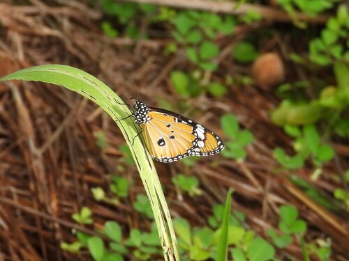 ผีเสื้อหนอนใบรักธรรมดา · Plain Tiger Butterfly · Danaus chrysippus
