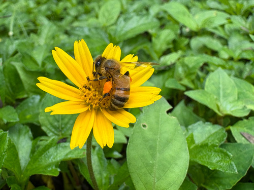 ผึ้งพันธุ์ · Western Honey Bee · Apis mellifera