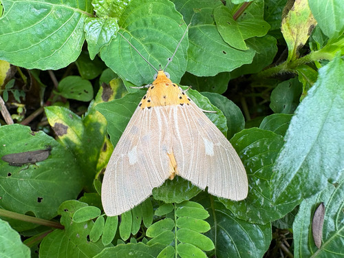 Asota plaginota