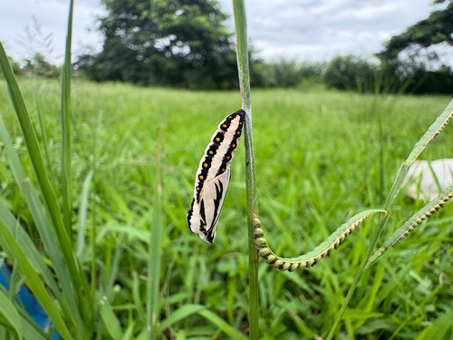 ผีเสื้อหนอนหนามกะทกรก · Tawny Coster · Acraea terpsicore