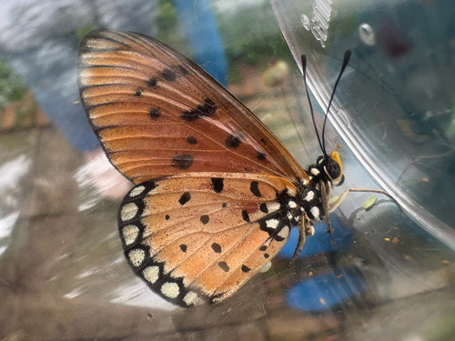 ผีเสื้อหนอนหนามกะทกรก · Tawny Coster · Acraea terpsicore