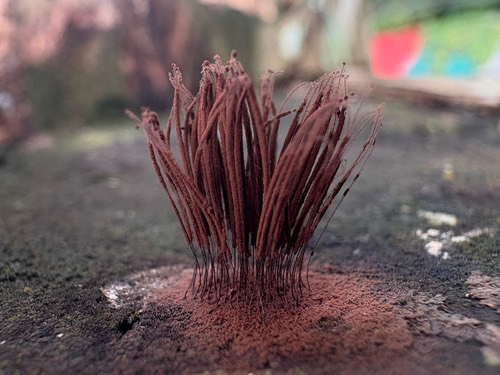 chocolate tube slime · Stemonitis splendens