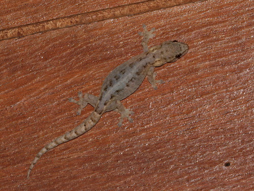 จิ้งจกแคระเชียงใหม่ · Chiang Mai Dwarf Gecko · Hemiphyllodactylus chiangmaiensis