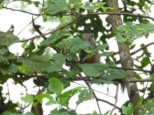 กระรอกท้องแดง · Pallas' Squirrel · Callosciurus erythraeus