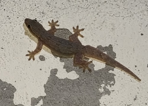 จิ้งจกบ้านหางแบน · Flat-tailed House Gecko · Hemidactylus platyurus