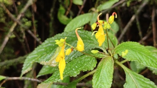 เทียนคำ · Impatiens longiloba