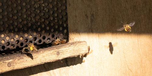 ผึ้งโพรง · Asian Honey Bee · Apis cerana