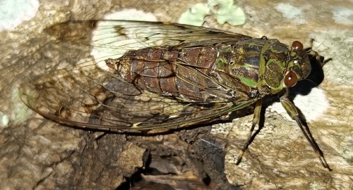 Trombonia dolosa