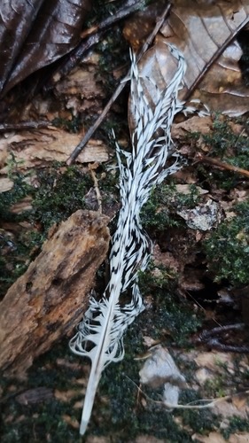 ไก่ฟ้าหลังขาว · Silver Pheasant · Lophura nycthemera