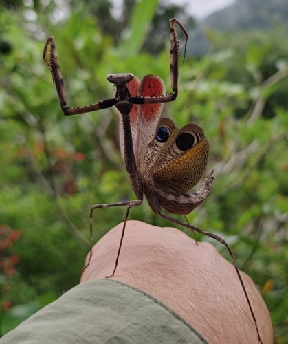 Peacock Mantis · Pseudempusa pinnapavonis