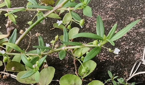 หญ้าลิ้นงู · Old World Diamond Flower · Oldenlandia corymbosa