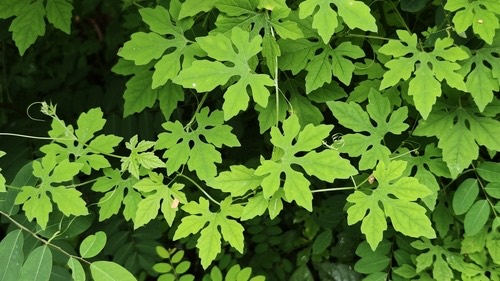 มะระ · Bitter Melon · Momordica charantia