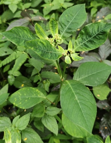 หญ้ายาง · painted spurge · Euphorbia heterophylla