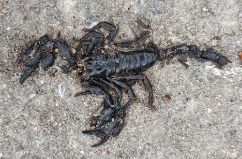 แมงป่องช้างลาว · Laotian Giant Scorpion · Heterometrus laoticus