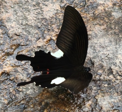 ผีเสื้อหางติ่งเฮเลน · Red Helen Swallowtail · Papilio helenus