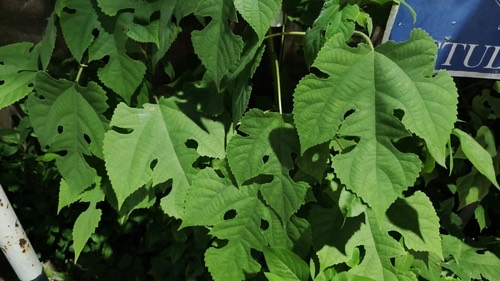 ปอสา · Paper mulberry · Broussonetia papyrifera