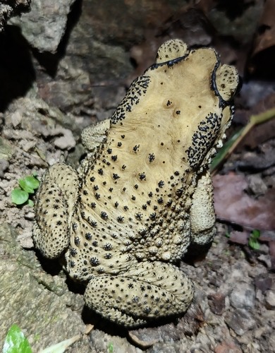 คางคกบ้าน · Asian Common Toad · Duttaphrynus melanostictus