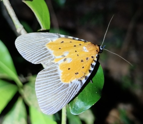 มอธลายเสือปีกกว้าง · Broad-winged Tiger Moth · Peridrome orbicularis