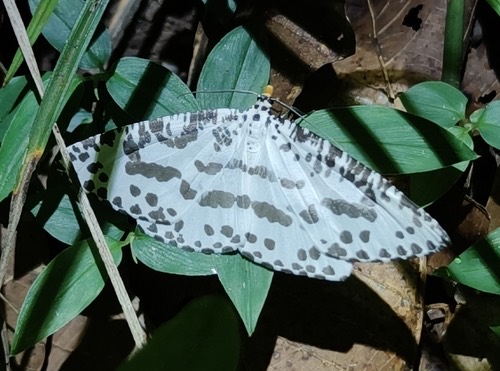 Abraxaphantes perampla