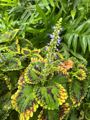 ฤๅษีผสม · Coleus · Coleus scutellarioides