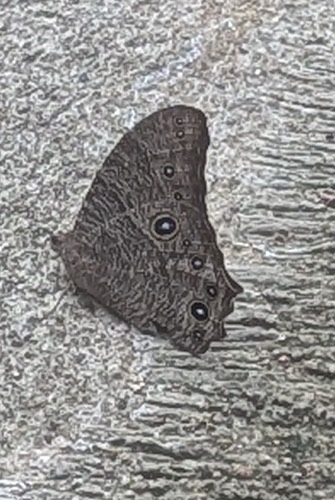 ผีเสื้อสายัณห์สีตาลธรรมดา · Common Evening Brown · Melanitis leda