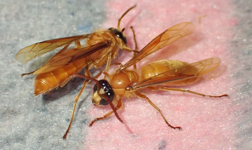 ต่อนอนวัน · Barthelemy's Night Hornet · Provespa barthelemyi