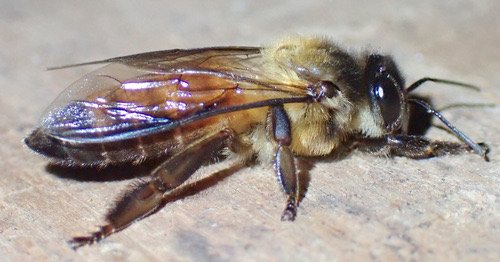 ผึ้งหลวง · Giant Honey Bee · Apis dorsata