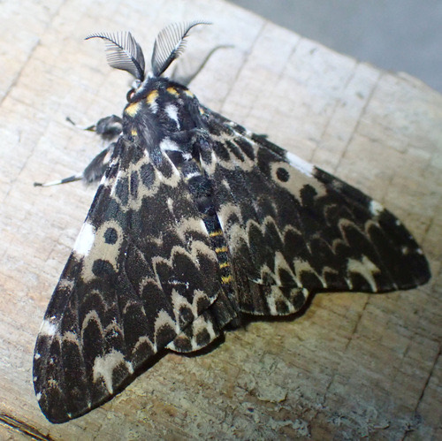 Lymantria hauensteini