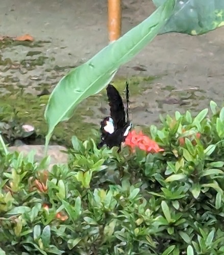 ผีเสื้อหางติ่งชะอ้อน · Black and White Helen · Papilio chaon