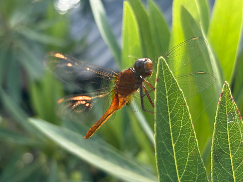 แมลงปอบ้านหลังเหลือง · Rufous Marsh Glider · Rhodothemis rufa
