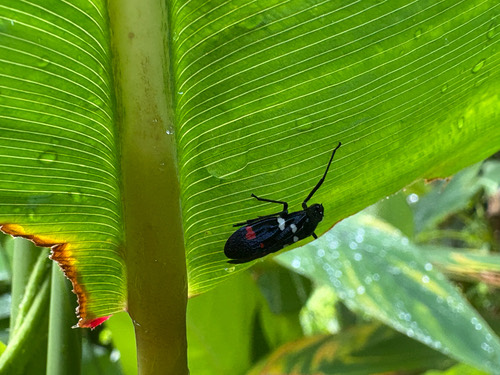 เพลี้ยกระโดดดำ · Sugarcane Spittlebug · Callitettix versicolor