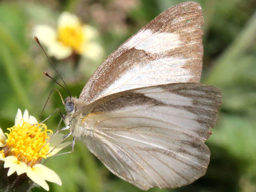ผีเสื้อหนอนใบกุ่มเส้นดำตะวันออก · Eastern Striped Albatross · Appias libythea olferna
