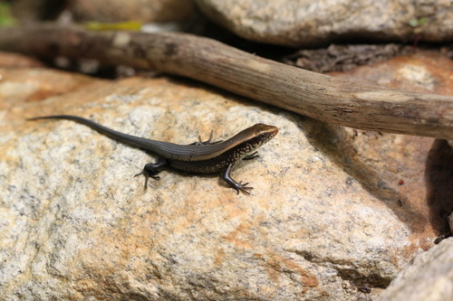 จิ้งเหลนบ้าน · Common Sun Skink · Eutropis multifasciata