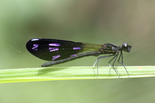แมลงปอเข็มน้ำตกปีกดำ · Peacock Jewel · Aristocypha fenestrella