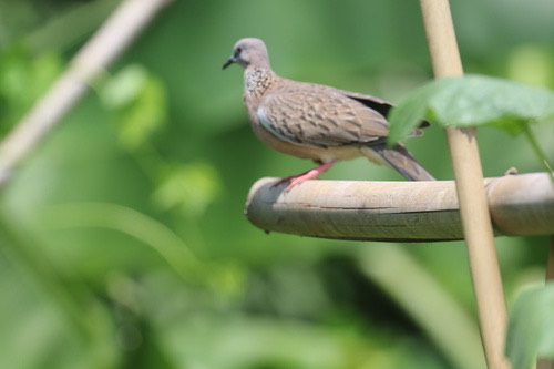 นกเขาใหญ่ · Spotted Dove · Spilopelia chinensis