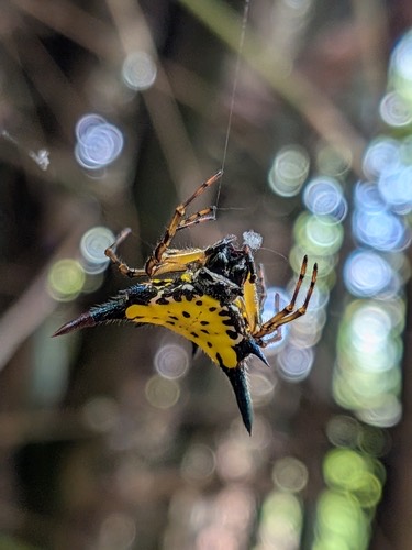 แมงมุมหลังหนามเหลืองจุดดำ · Hasselt's Spiny Spider · Macracantha hasselti