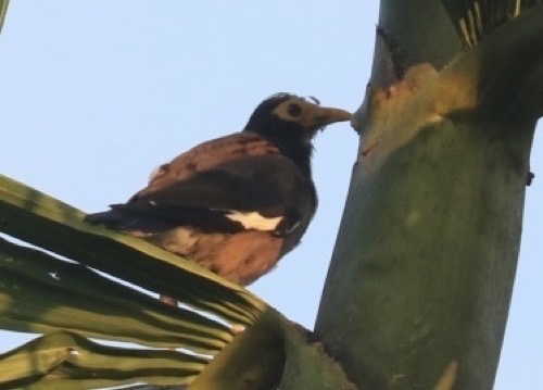 นกเอี้ยงสาริกา · Common Myna · Acridotheres tristis
