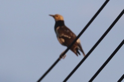 นกกิ้งโครงคอดำ · Black-collared Starling · Gracupica nigricollis