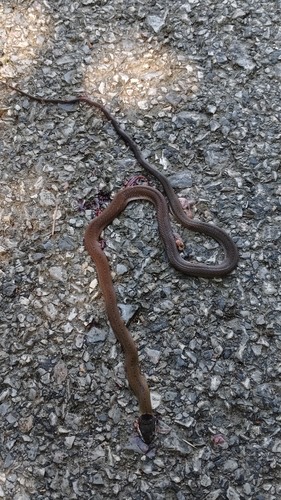 งูคอขวั้นดำ · Collared Black-headed Snake · Sibynophis collaris