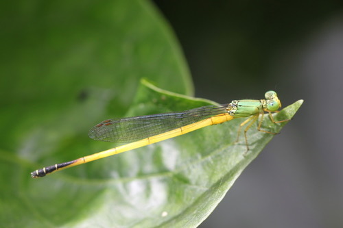 แมลงปอเข็มสีพื้นปลายดำ · Black-tailed Marsh Dart · Ceriagrion fallax