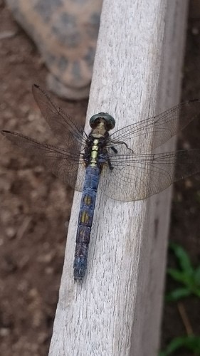 แมลงปอบ้านเสือฟ้าหน้าดำ · Blue Marsh Hawk · Orthetrum glaucum