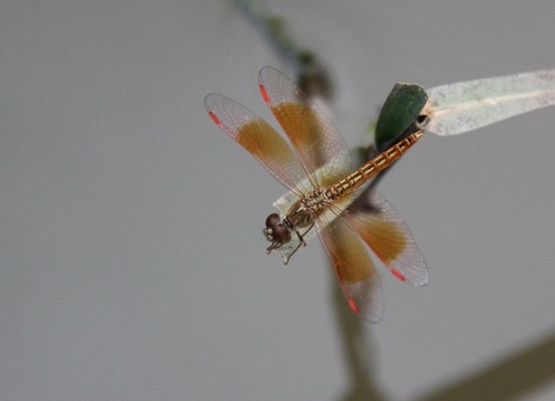 แมลงปอบ้านปีกเปื้อนส้ม · Ditch Jewel · Brachythemis contaminata