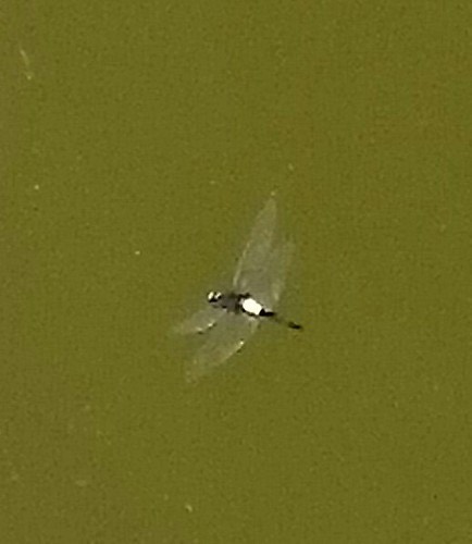 แมลงปอบ้านโคนขาวธรรมดา · Banded Skimmer · Pseudothemis jorina