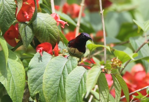 นกกินปลีหางยาวคอดำ · Black-throated Sunbird · Aethopyga saturata